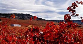 La Rioja Alta avanza en la producción ecológica
