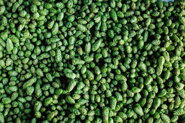 Cervezas elaboradas sin lúpulo GENÉTICAMENTE