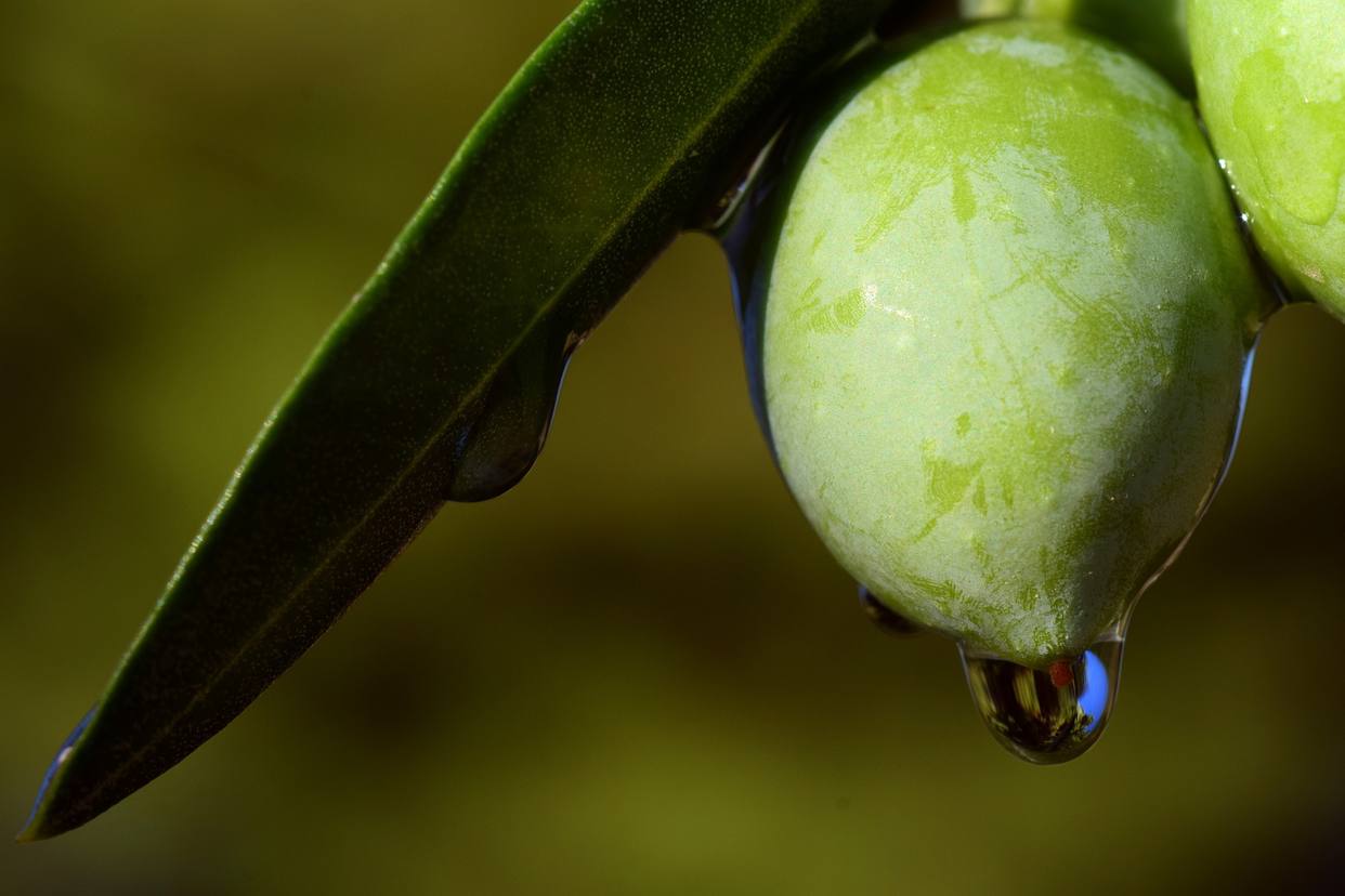 Andalucía cierra la campaña de aceite de oliva con una producción final que supera las 931.600 toneladas