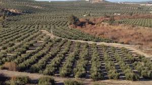 Una treintena de almazaras concurren al XI Concurso de Aceite de Oliva Virgen Extra ‘Premio Diputación’