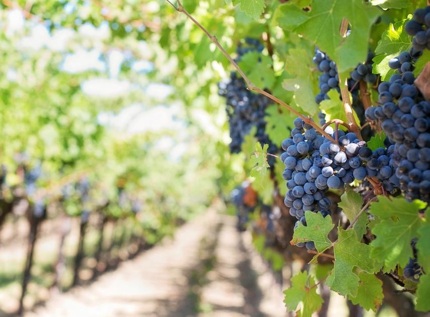 España se posiciona como el mayor exportador de vino del mundo