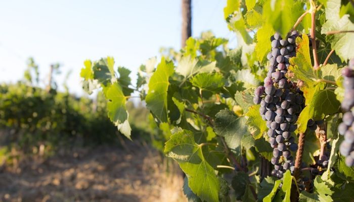 Máxima incertidumbre en el sector del vino español por el Brexit