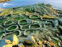Reconversión del viñedo en Galicia