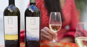 Los vinos de Jerez prevén superar los 12 millones de medias botellas en el año 2018