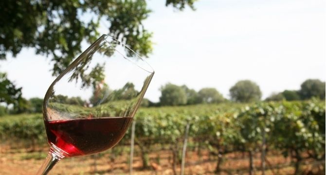 Los vinos baleares alcanzan un récord histórico en producción y ventas