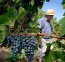 El vino español amarga a la inversión extranjera