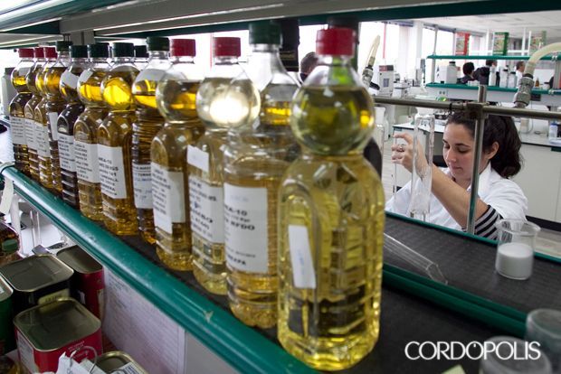 El precio del aceite se hunde, pero ¿por qué no baja el de los supermercados?