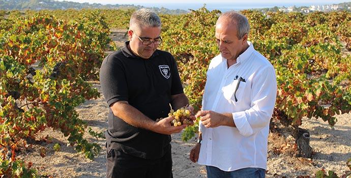 El vino alicantino que cosecha medallas mundiales ¿Sabes cuál es?