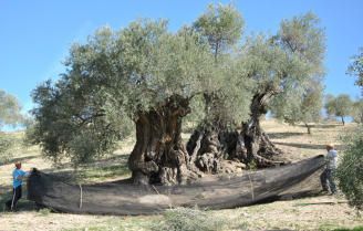 Abogan por reducir los costes de producción para que el aceite sea competitivo
