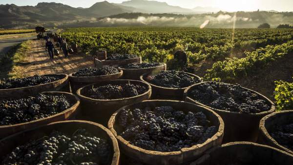 El futuro del vino pasa por «carteras de productos cada vez más amplias»