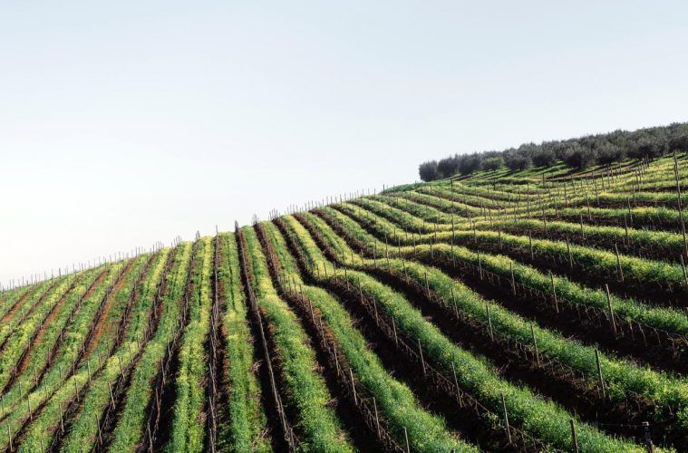 Las provincias que más crecen en volumen y valor del vino exportado