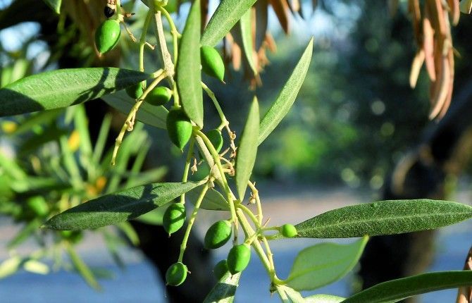 El aceite examina atento y con miedo el ataque a las aceitunas