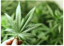 La marihuana quiere convertirse en la nueva cerveza y dominar las bebidas