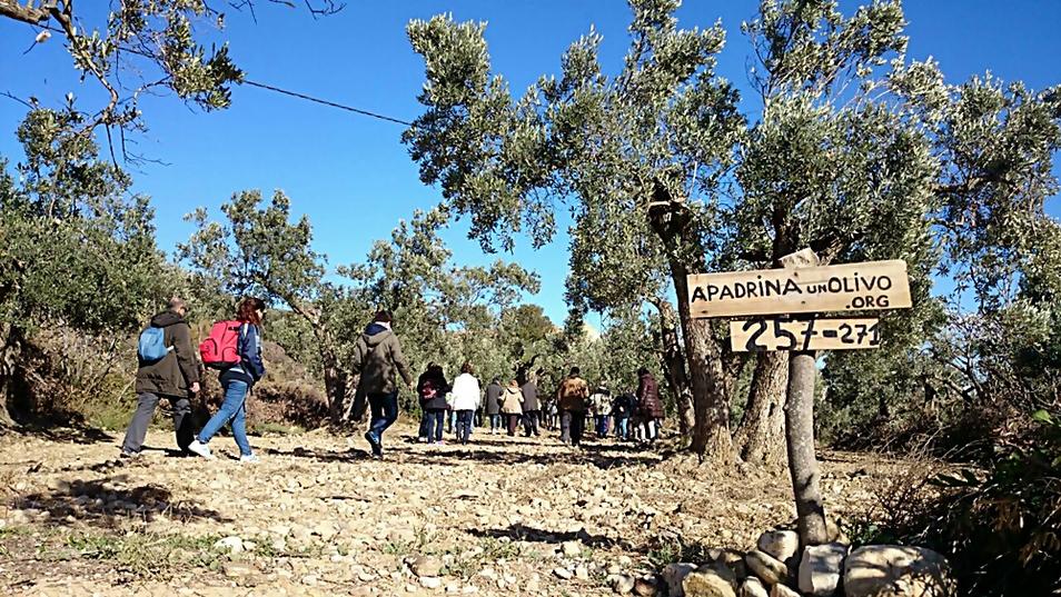 La nueva moda entre urbanitas: apadrinar un olivo y consumir tu propio aceite