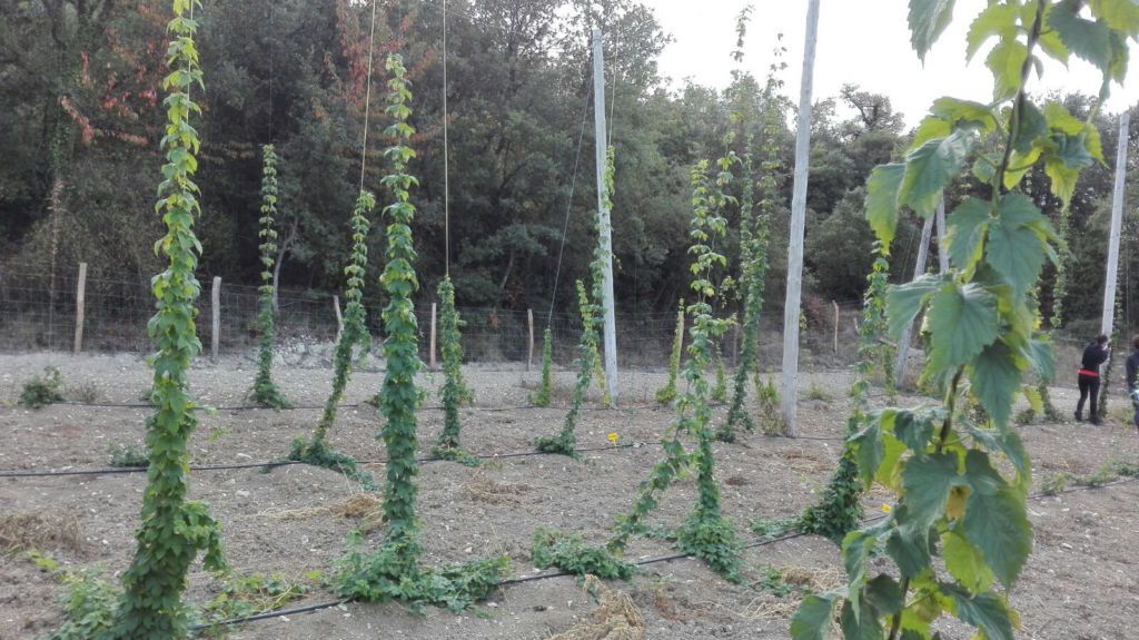 LA SALVE impulsa la vuelta de plantaciones de lúpulo a Euskadi junto con otros nueve socios