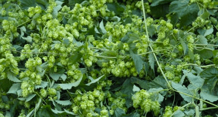 Proyecto piloto para el cultivo de lúpulo en Álava.