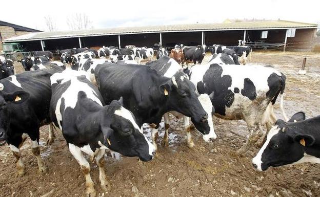 Los precios de la leche en Castilla y León no cubren los costes de producción.