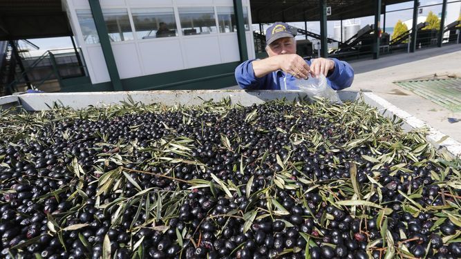 Dcoop compra parte de Bell-Carter para vender aceituna de mesa en EEUU