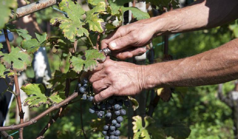 La vendimia valenciana recupera su calendario tradicional al retrasarse 15 días