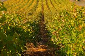 Agricultura investiga un intento de fraude de inscripción de plantaciones de Cava como Rioja
