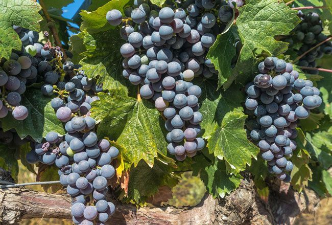 Nuevas reglas para simplificar el registro de los vinos