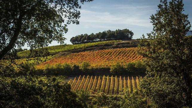La Casa del Vino de Álava recomienda extremar el cuidado de los viñedos ante la persistencia del brote de mildiu