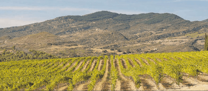 Grupo Multimedios compra Bodega de Sarría e Inversiones Vitivinícolas
