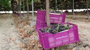 Uvasdoce comienza a comercializar uvas sin semillas