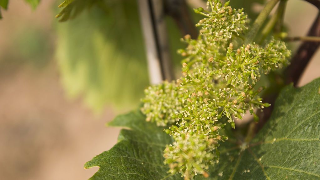 Rioja Vega Colección Tempranillo Blanco 2017, mejor blanco de España según Mundus Vini