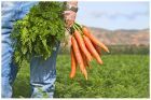 El estado de la seguridad alimentaria y la nutrición en el mundo 2018