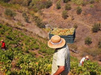 Málaga destina el 35% de su vino al exterior, con Europa y EEUU como principales destinos
