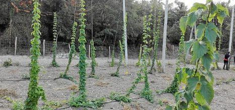 LUPULUS, UN PROYECTO PARA ELABORAR CERVEZA QUE SEA «CIEN POR CIEN VASCA»