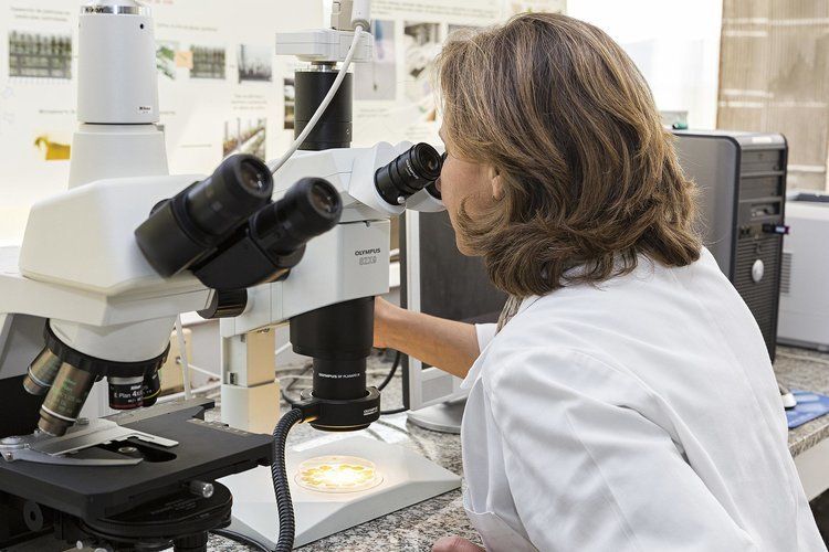 Las uvas de maduración lenta mejorarán el vino en el futuro