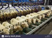 La leche de oveja sube en la lonja después de dos años estancada