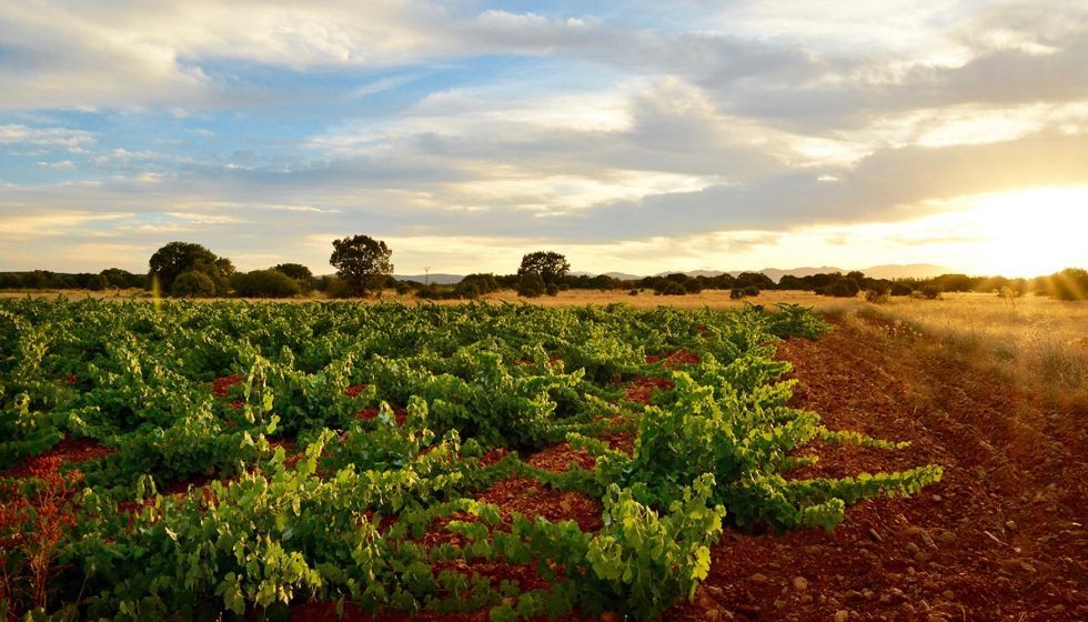 Biome Makers certifica el viñedo de Fuentes del Silencio como uno de los más excepcionales de España, Italia y EE UU