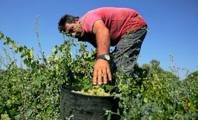 Los vinos de Madrid, en busca del sueño americano