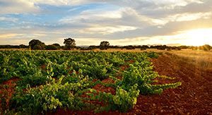 El viñedo de Fuentes del Silencio, certificado como uno de los más excepcionales de España, Italia y EEUU