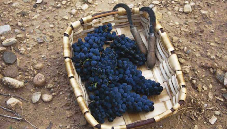 La DO Navarra finaliza su vendimia con 78 millones de kilos de uva recogidos