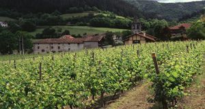El Gobierno aprueba mejoras para el sector vitivinícola de España