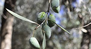 Los aceites monovarietales de oliva virgen extra, los preferidos por los consumidores españoles