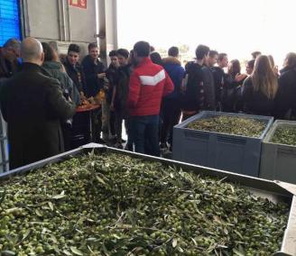Aceites Abril duplica su cosecha para elaborar su aceite 100% gallego