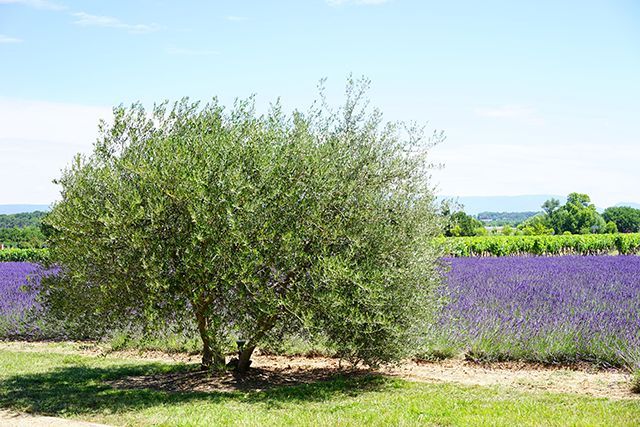 Olivares de Miel, el proyecto para revitalizar la agricultura y apicultura del Sureste de Madrid