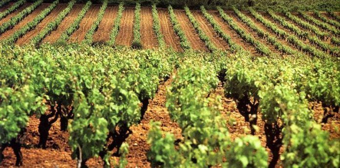 Se restrigen las autorizaciones de plantación de cava a 377 hectáreas