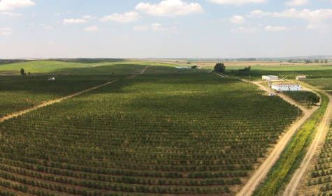 Cortijo El Puerto se alza como la segunda productora de aceite de oliva más galardonada en el mundo en 2018