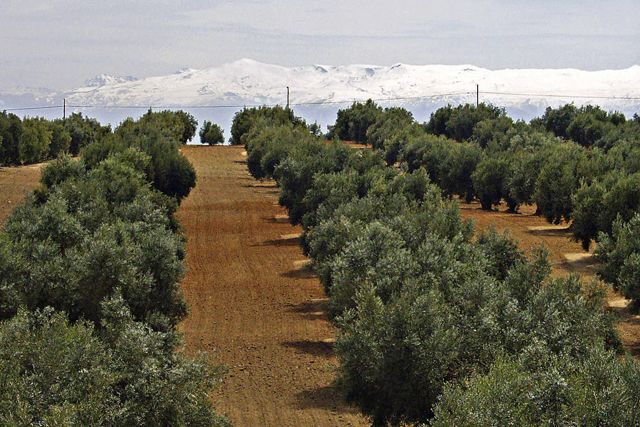 El olivo supone el 25% del cultivo permanente de todo el planeta