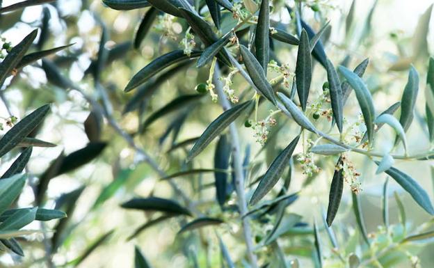 El precio del aceite de oliva de origen baja un euro por kilo en 2018