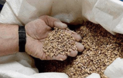 Utilizan la biotecnología para una mejor fermentación de la cerveza