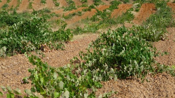 Un informe del Observatorio Español del Mercado del Vino muestra como crece un 3% la inversión mundial en vino mientras se reduce el 1,8% el volumen importado
