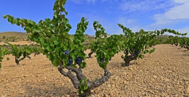 Se dispara la viticultura ecológica