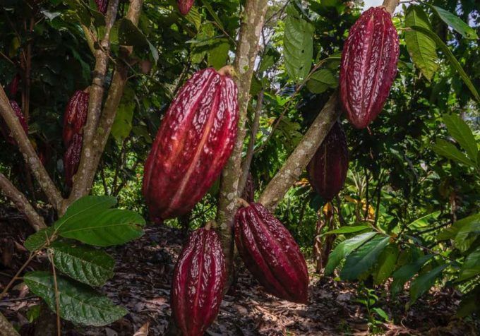 Mars persigue una cadena mundial de suministro de cacao sin deforestación para el año 2025